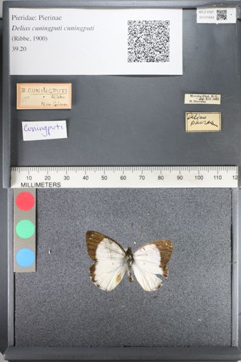 Media type: image;   Entomology 131643